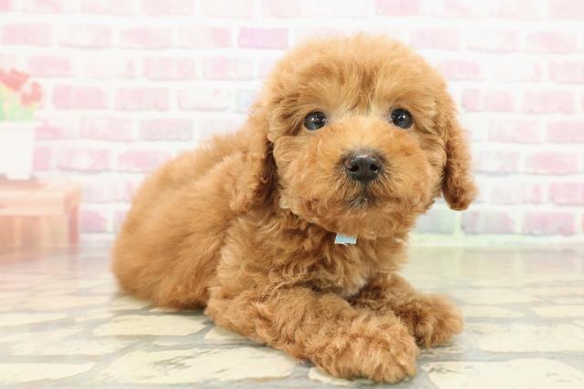 愛知県のトイプードル(トイ) (Coo&RIKU名古屋みなと店/2025年10月27日生まれ/男の子/レッド)の子犬の3枚目の画像