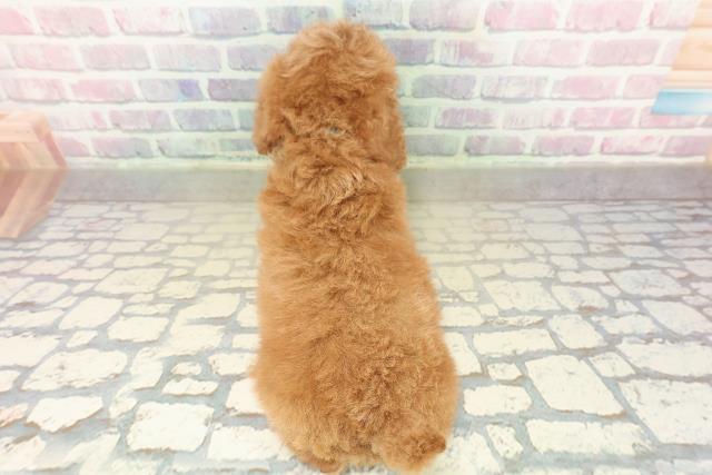 愛知県のトイプードル(トイ) (Coo&RIKU名古屋みなと店/2025年10月27日生まれ/男の子/レッド)の子犬の4枚目の画像