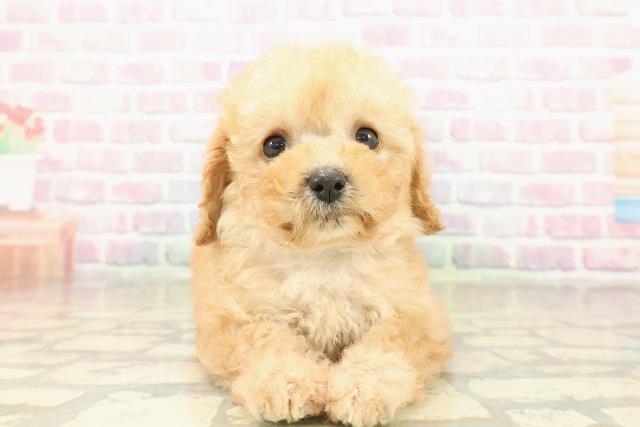 千葉県のトイプードル(トイ) (Coo&RIKU若葉都賀店/2025年10月27日生まれ/男の子/アプリコット)の子犬の1枚目の画像