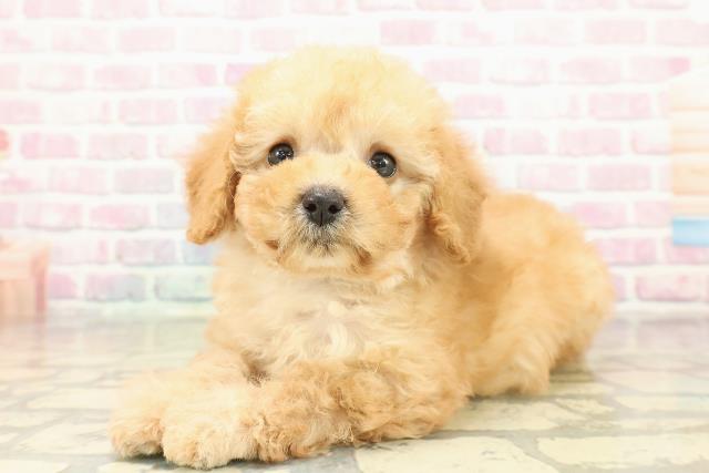 千葉県のトイプードル(トイ) (Coo&RIKU若葉都賀店/2025年10月27日生まれ/男の子/アプリコット)の子犬の2枚目の画像