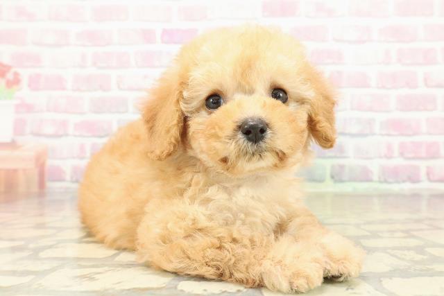 千葉県のトイプードル(トイ) (Coo&RIKU若葉都賀店/2025年10月27日生まれ/男の子/アプリコット)の子犬の3枚目の画像