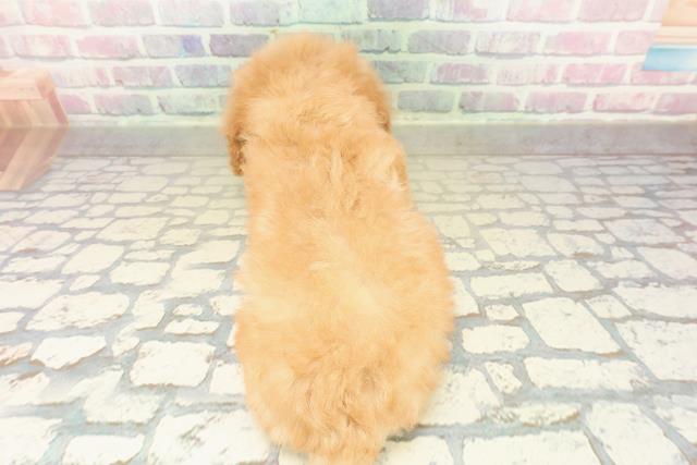 千葉県のトイプードル(トイ) (Coo&RIKU若葉都賀店/2025年10月27日生まれ/男の子/アプリコット)の子犬の4枚目の画像