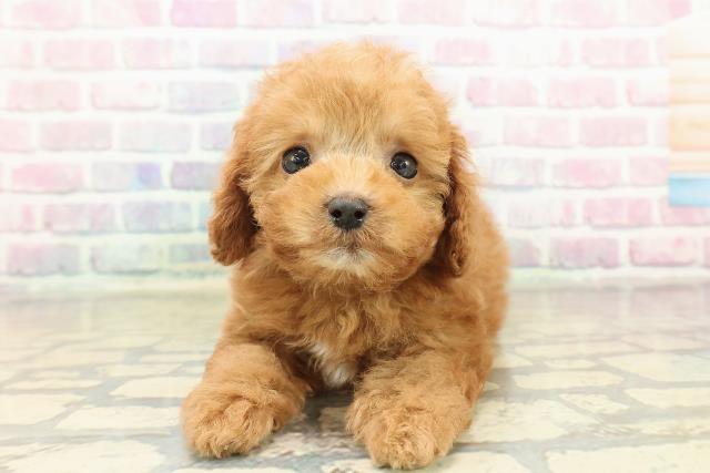 栃木県のトイプードル(トイ) (Coo&RIKU小山店/2025年10月27日生まれ/男の子/レッド)の子犬の1枚目の画像