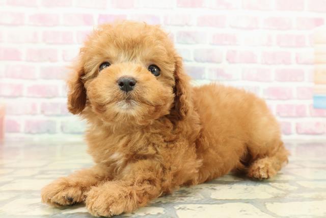 栃木県のトイプードル(トイ) (Coo&RIKU小山店/2025年10月27日生まれ/男の子/レッド)の子犬の2枚目の画像