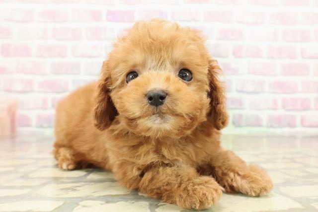 栃木県のトイプードル(トイ) (Coo&RIKU小山店/2025年10月27日生まれ/男の子/レッド)の子犬の3枚目の画像