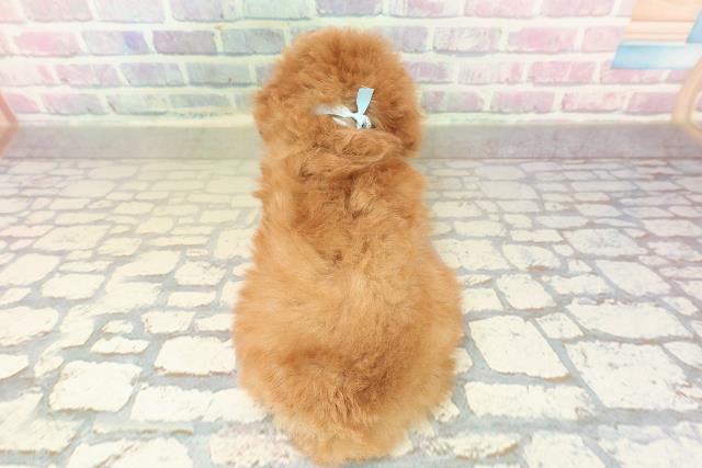 栃木県のトイプードル(トイ) (Coo&RIKU小山店/2025年10月27日生まれ/男の子/レッド)の子犬の4枚目の画像