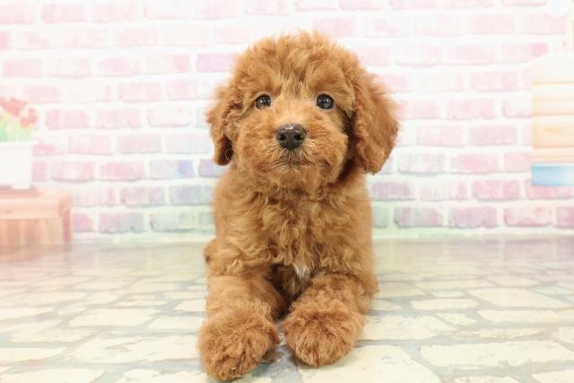 新潟県のトイプードル(トイ) (Coo&RIKU新潟東店/2025年10月27日生まれ/男の子/レッド)の子犬の1枚目の画像