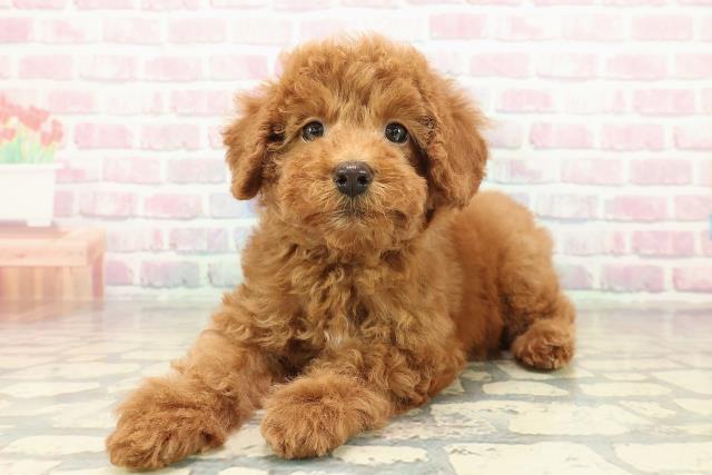 新潟県のトイプードル(トイ) (Coo&RIKU新潟東店/2025年10月27日生まれ/男の子/レッド)の子犬の2枚目の画像