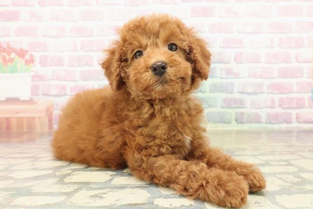 新潟県のトイプードル(トイ) (Coo&RIKU新潟東店/2025年10月27日生まれ/男の子/レッド)の子犬の3枚目の画像