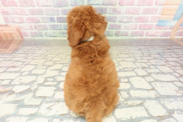 新潟県のトイプードル(トイ) (Coo&RIKU新潟東店/2025年10月27日生まれ/男の子/レッド)の子犬の4枚目の画像
