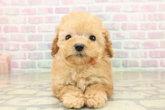 栃木県のトイプードル(トイ) (Coo&RIKUFKDインターパーク店/2025年10月27日生まれ/女の子/アプリコット)の子犬の1枚目の画像