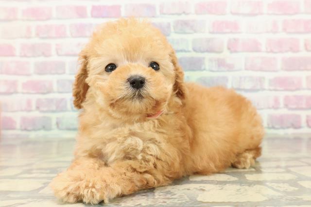 栃木県のトイプードル(トイ) (Coo&RIKUFKDインターパーク店/2025年10月27日生まれ/女の子/アプリコット)の子犬の2枚目の画像