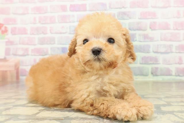 栃木県のトイプードル(トイ) (Coo&RIKUFKDインターパーク店/2025年10月27日生まれ/女の子/アプリコット)の子犬の3枚目の画像