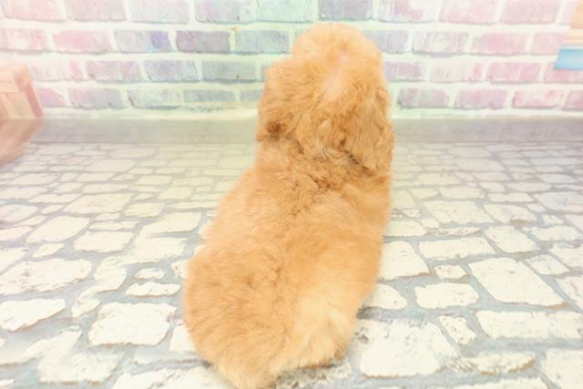 栃木県のトイプードル(トイ) (Coo&RIKUFKDインターパーク店/2025年10月27日生まれ/女の子/アプリコット)の子犬の4枚目の画像