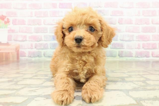 新潟県のトイプードル(トイ) (Coo&RIKUイオンモール新発田店/2025年10月27日生まれ/男の子/アプリコット)の子犬の1枚目の画像