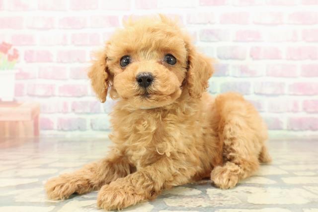 新潟県のトイプードル(トイ) (Coo&RIKUイオンモール新発田店/2025年10月27日生まれ/男の子/アプリコット)の子犬の2枚目の画像