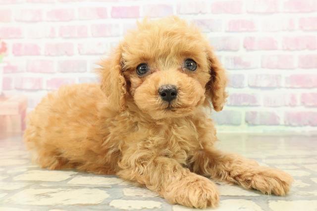 新潟県のトイプードル(トイ) (Coo&RIKUイオンモール新発田店/2025年10月27日生まれ/男の子/アプリコット)の子犬の3枚目の画像