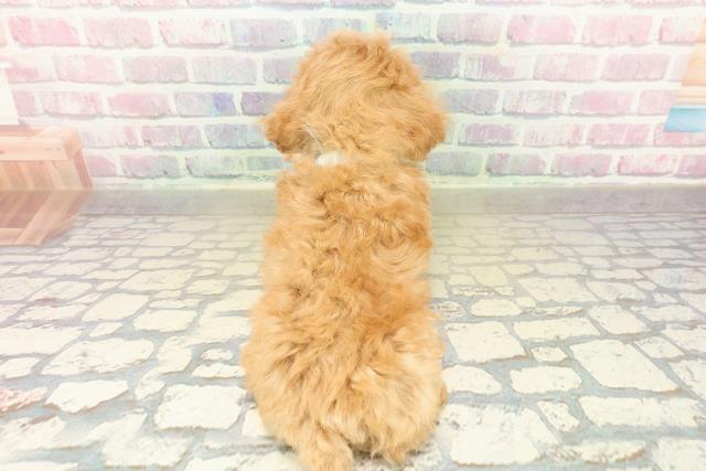 新潟県のトイプードル(トイ) (Coo&RIKUイオンモール新発田店/2025年10月27日生まれ/男の子/アプリコット)の子犬の4枚目の画像