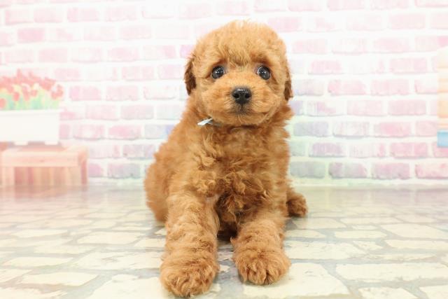 新潟県のトイプードル(トイ) (Coo&RIKU新潟西店/2025年10月27日生まれ/男の子/レッド)の子犬