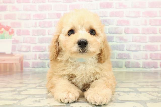 青森県のトイプードル(トイ) (Coo&RIKU八戸店/2025年10月27日生まれ/男の子/クリーム)の子犬の1枚目の画像