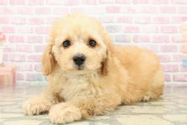 青森県のトイプードル(トイ) (Coo&RIKU八戸店/2025年10月27日生まれ/男の子/クリーム)の子犬の2枚目の画像