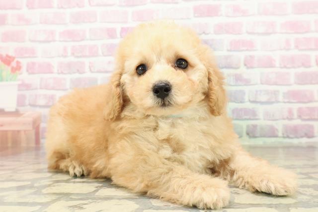 青森県のトイプードル(トイ) (Coo&RIKU八戸店/2025年10月27日生まれ/男の子/クリーム)の子犬の3枚目の画像