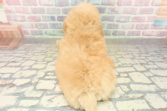 青森県のトイプードル(トイ) (Coo&RIKU八戸店/2025年10月27日生まれ/男の子/クリーム)の子犬の4枚目の画像