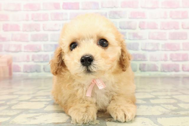 青森県のトイプードル(トイ) (Coo&RIKU青森店/2025年10月27日生まれ/女の子/アプリコット)の子犬の1枚目の画像