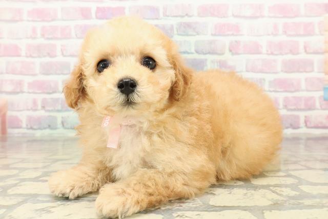 青森県のトイプードル(トイ) (Coo&RIKU青森店/2025年10月27日生まれ/女の子/アプリコット)の子犬の2枚目の画像