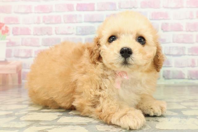 青森県のトイプードル(トイ) (Coo&RIKU青森店/2025年10月27日生まれ/女の子/アプリコット)の子犬の3枚目の画像