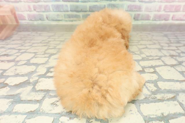 青森県のトイプードル(トイ) (Coo&RIKU青森店/2025年10月27日生まれ/女の子/アプリコット)の子犬の4枚目の画像