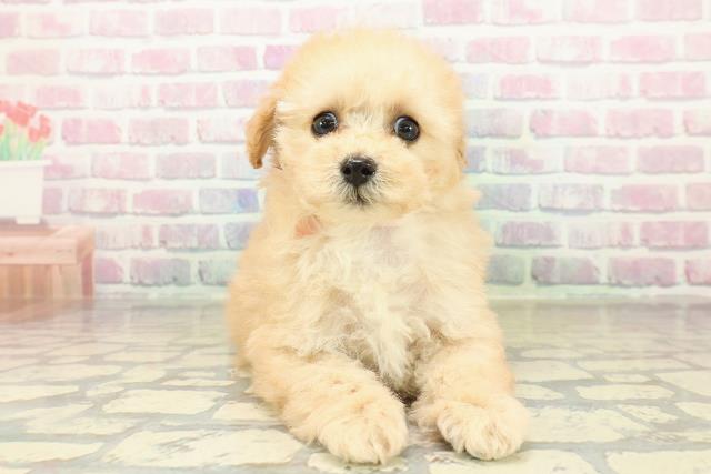 栃木県のトイプードル(トイ) (Coo&RIKU小山店/2025年10月27日生まれ/女の子/アプリコット)の子犬の1枚目の画像