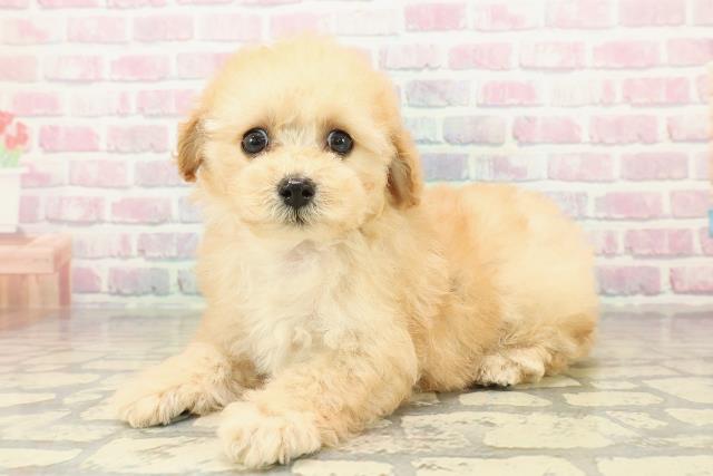 栃木県のトイプードル(トイ) (Coo&RIKU小山店/2025年10月27日生まれ/女の子/アプリコット)の子犬の2枚目の画像