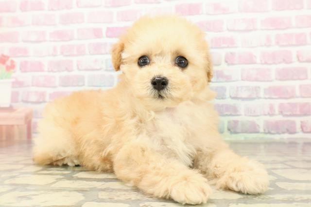 栃木県のトイプードル(トイ) (Coo&RIKU小山店/2025年10月27日生まれ/女の子/アプリコット)の子犬の3枚目の画像