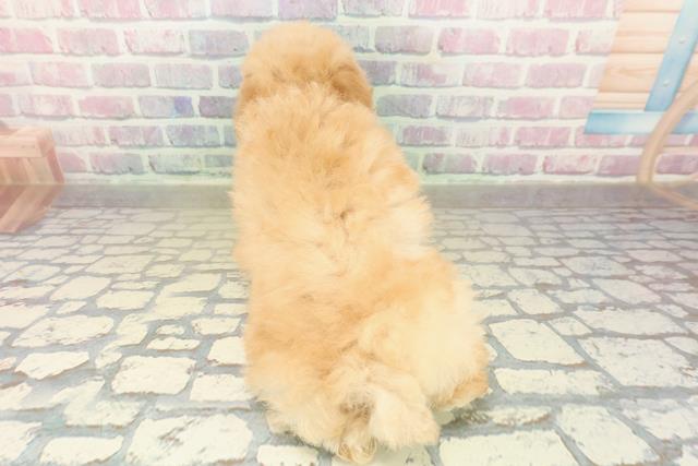 栃木県のトイプードル(トイ) (Coo&RIKU小山店/2025年10月27日生まれ/女の子/アプリコット)の子犬の4枚目の画像