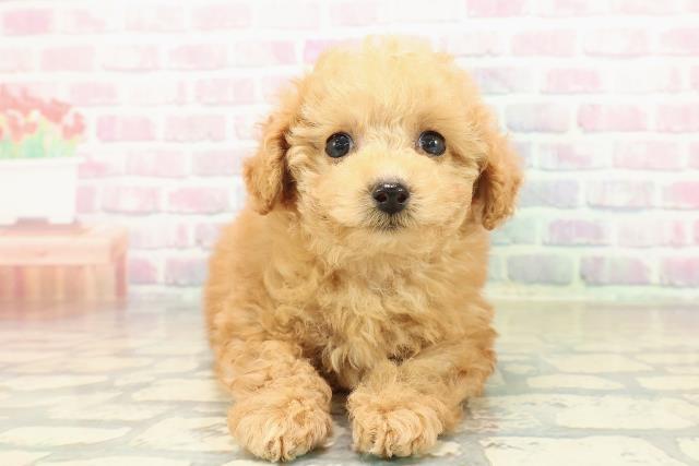 埼玉県のトイプードル(トイ) (Coo&RIKU桶川店/2025年10月27日生まれ/女の子/レッド)の子犬の1枚目の画像