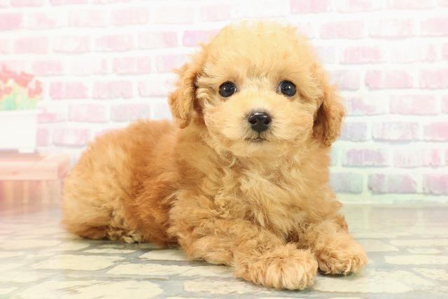 埼玉県のトイプードル(トイ) (Coo&RIKU桶川店/2025年10月27日生まれ/女の子/レッド)の子犬の3枚目の画像