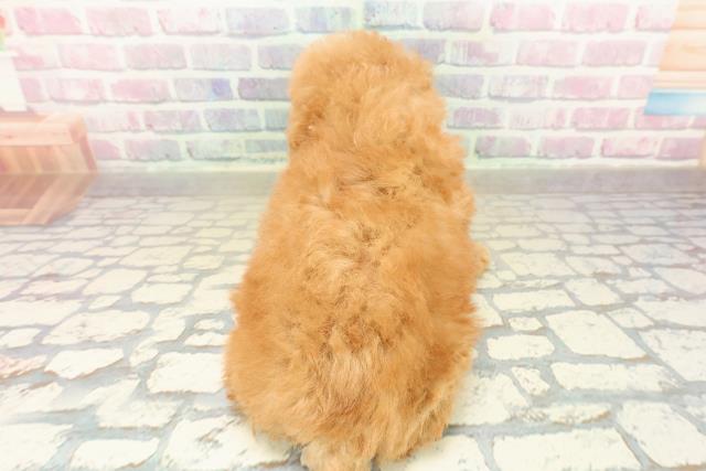 埼玉県のトイプードル(トイ) (Coo&RIKU桶川店/2025年10月27日生まれ/女の子/レッド)の子犬の4枚目の画像