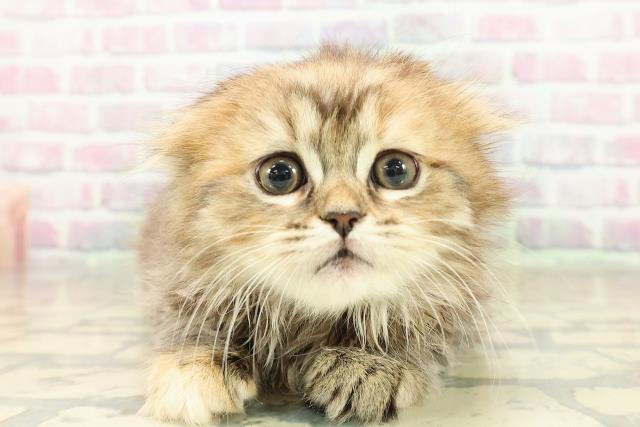 東京都のスコティッシュフォールド (Coo&RIKU高円寺店/2025年10月26日生まれ/女の子/ブラウンパッチドタビー)の子猫の1枚目の画像