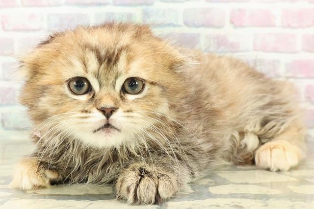 東京都のスコティッシュフォールド (Coo&RIKU高円寺店/2025年10月26日生まれ/女の子/ブラウンパッチドタビー)の子猫の2枚目の画像