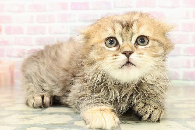 東京都のスコティッシュフォールド (Coo&RIKU高円寺店/2025年10月26日生まれ/女の子/ブラウンパッチドタビー)の子猫の3枚目の画像