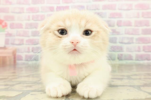 東京都のスコティッシュフォールド (Coo&RIKU阿佐ヶ谷店/2025年10月26日生まれ/女の子/クリームタビーホワイト)の子猫の1枚目の画像