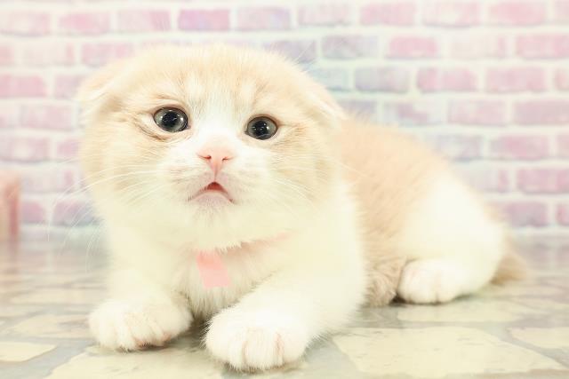 東京都のスコティッシュフォールド (Coo&RIKU阿佐ヶ谷店/2025年10月26日生まれ/女の子/クリームタビーホワイト)の子猫の2枚目の画像