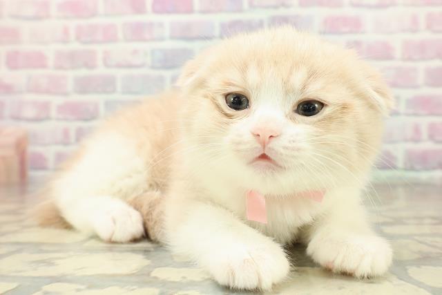 東京都のスコティッシュフォールド (Coo&RIKU阿佐ヶ谷店/2025年10月26日生まれ/女の子/クリームタビーホワイト)の子猫の3枚目の画像