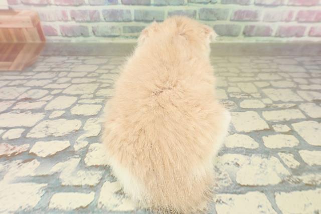 東京都のスコティッシュフォールド (Coo&RIKU阿佐ヶ谷店/2025年10月26日生まれ/女の子/クリームタビーホワイト)の子猫の4枚目の画像