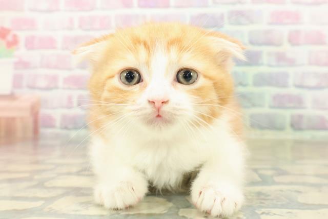 東京都のスコティッシュフォールド (Coo&RIKU下北沢店/2025年10月26日生まれ/女の子/レッドタビーホワイト)の子猫の1枚目の画像