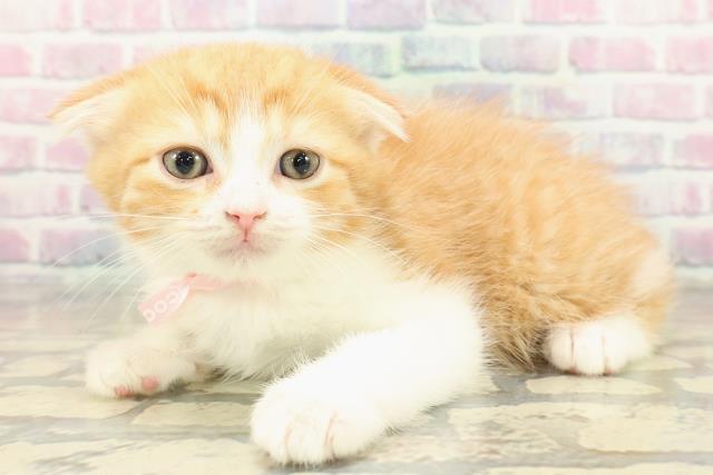 東京都のスコティッシュフォールド (Coo&RIKU下北沢店/2025年10月26日生まれ/女の子/レッドタビーホワイト)の子猫の2枚目の画像