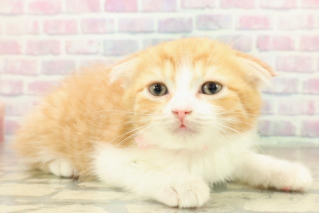 東京都のスコティッシュフォールド (Coo&RIKU下北沢店/2025年10月26日生まれ/女の子/レッドタビーホワイト)の子猫の3枚目の画像