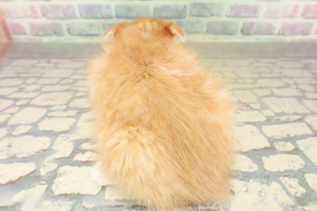 東京都のスコティッシュフォールド (Coo&RIKU下北沢店/2025年10月26日生まれ/女の子/レッドタビーホワイト)の子猫の4枚目の画像