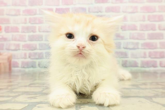 福井県のスコティッシュフォールド (Coo&RIKU福井店/2025年10月26日生まれ/男の子/カメオタビーホワイト)の子猫の1枚目の画像